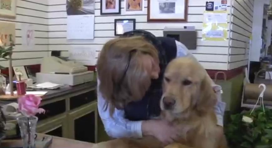 Golden Retriever Works a Busy Valentine's Day!