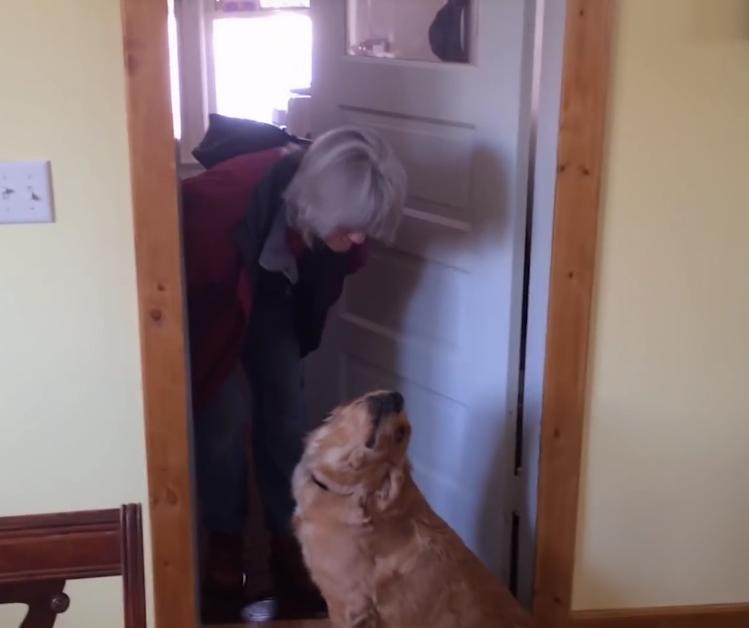 This Golden Retriever Has The Most Hilarious Reaction When Her Mom Tries To Kiss Her!