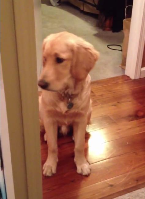 This Golden Retriever Is Guilty And He Knows It!