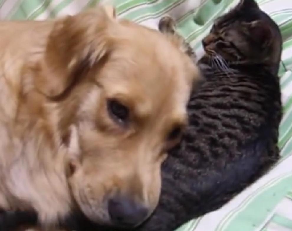 This Golden Retriever Is Having The Best Nap Of His Life While Sleeping On A….Cat???