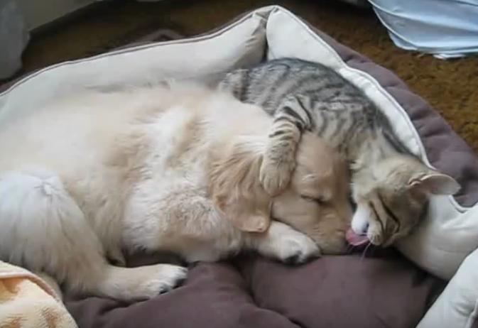 Sleeping Golden Retriever Puppy Gets Bath From Kitty!