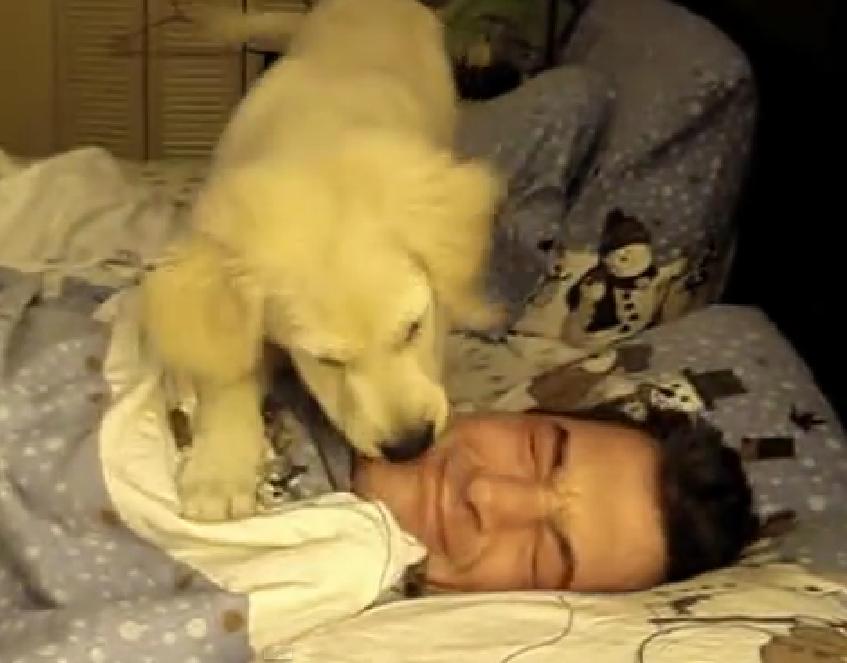 Who Needs An Alarm Clock When You Can Have A Golden Retriever??