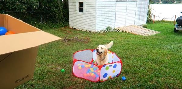 Cooper The Golden Retriever Loves His 300 Ball Surprise!