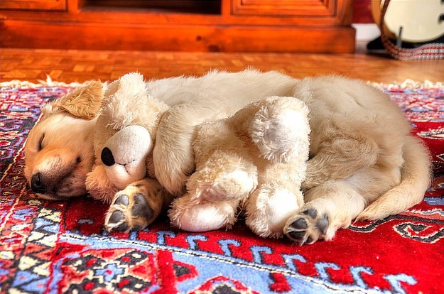 7 Times Golden Retrievers Were Planning To Melt Your Heart!