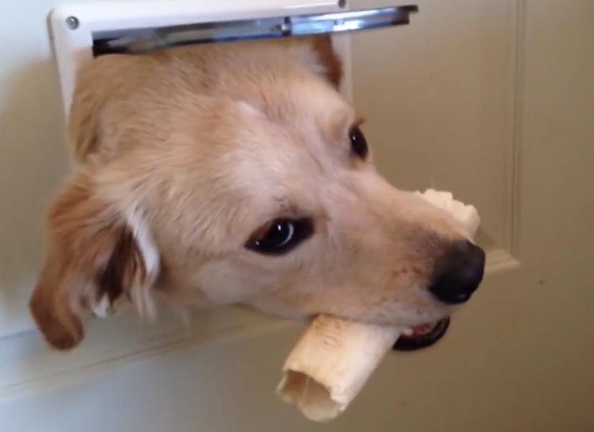 Golden Retriever And Labs Take Turns Poking Their Heads Through A Door And Making Everyone Laugh!