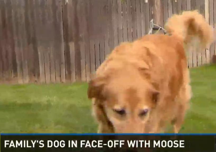 This Brave Golden Retriever Saves Her Family By Confronting A Moose!