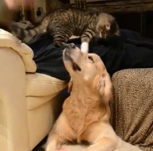 Video: Jealous Kitten Steals Attention From Golden Retriever!