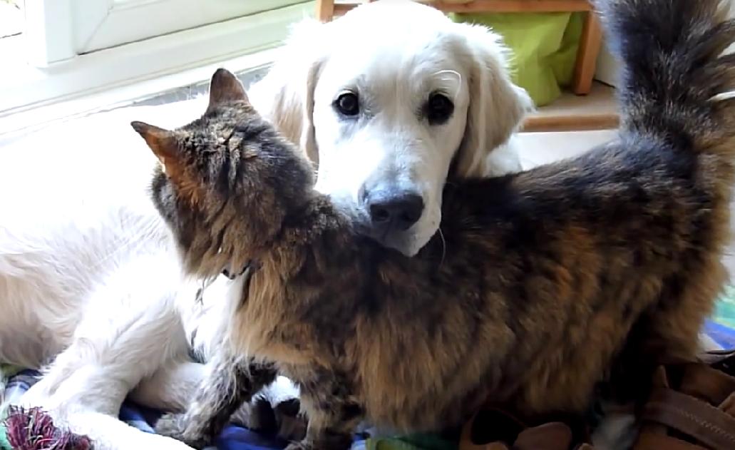 The Relationship Between This Golden Retriever And His Cat Friend Is Simply Gorgeous