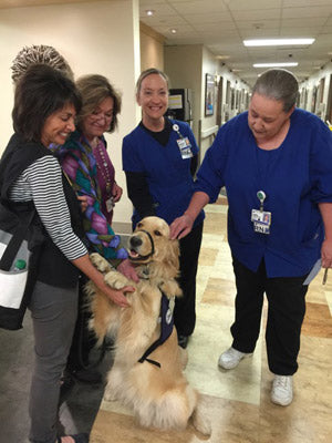 Video: Scientists Studying Why Golden Retrievers Are Dying Sooner!