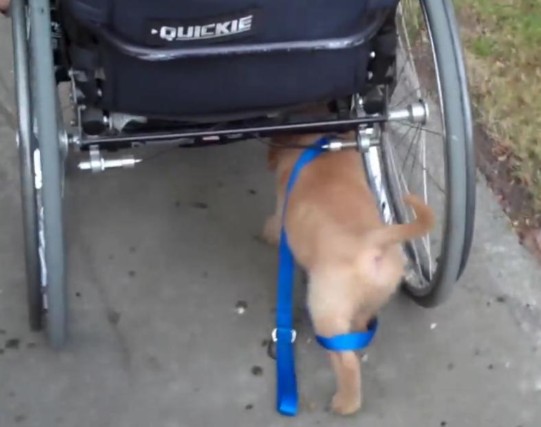 This Awesome Golden Retriever Puppy Walks Himself So His Owner In A Wheelchair Doesn't Have To!