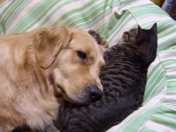 Golden Retriever Has The Sweetest Nap Ever With His Kitten Friend!