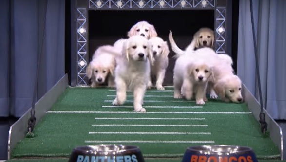 Golden Retriever Puppies Predicted The Super Bowl Winner!