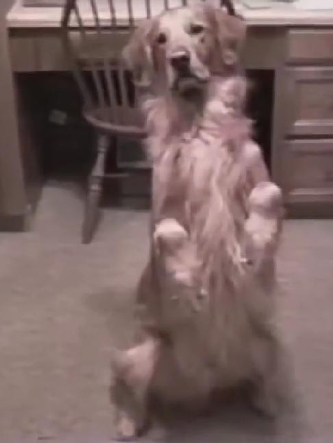 This Breakdancing Golden Retriever Has Some Great Moves!