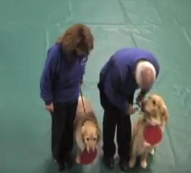 16 Golden Retrievers Used In A Science Project…To Explain Atoms!