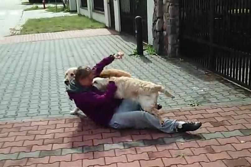 These Golden Retrievers Are Super Excited When They See Their Mom Coming Back Home!