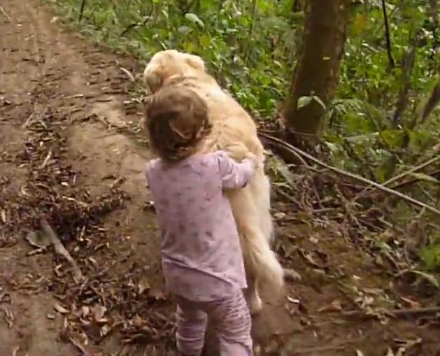 Golden Retriever Is Guiding His Little Sister Out Of The Forest!