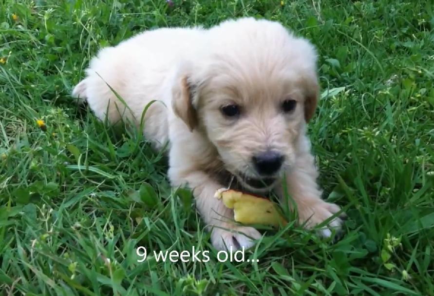 A Year In The Life Of A Golden Retriever Captured In 2 Minutes Video!