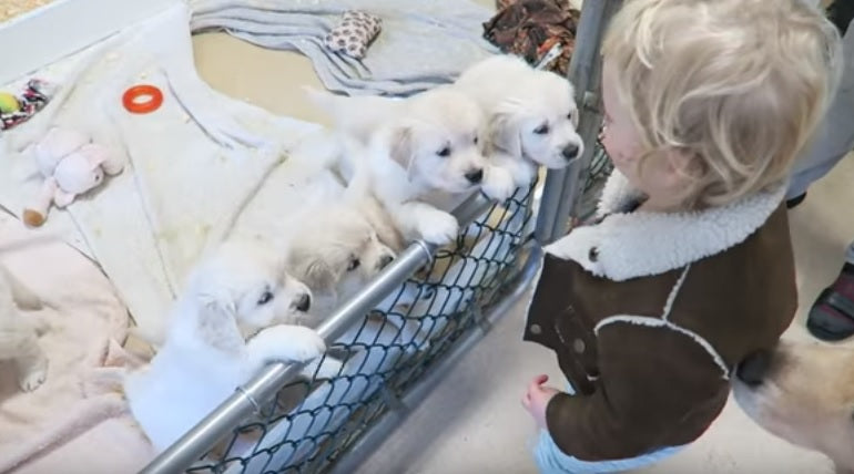 You’re About To See The World’s Cutest Golden Retriever Puppies!