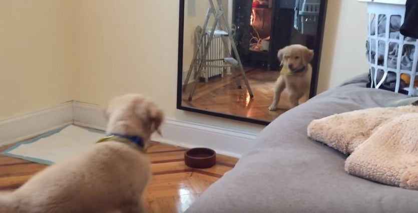 Golden Retriever Puppy Sees Reflection For First Time And His Reaction ...