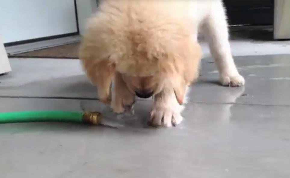 She Starts Filming Her Golden Retriever Puppy On The Dock, But What She Captured Is Amazing!