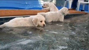 Adorable Video: Golden Retriever Puppies’ First Swim!