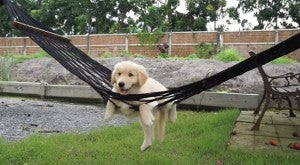 Golden Retriever Puppy Has An Awesome Day Swinging In A Hammock!