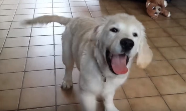 This Golden Retriever Puppy Gets Over Excited When He Is About To Play His Favorite Game!