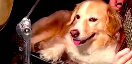 This Golden Retriever Is Playing Seven Nation Army by The White Stripes!