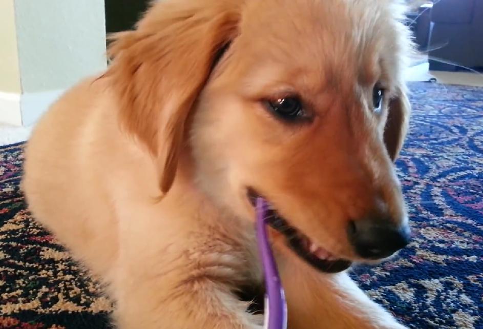 Can You Handle This Much Cuteness? Watch How This Golden Retriever Pup Brushes Her Teeth!