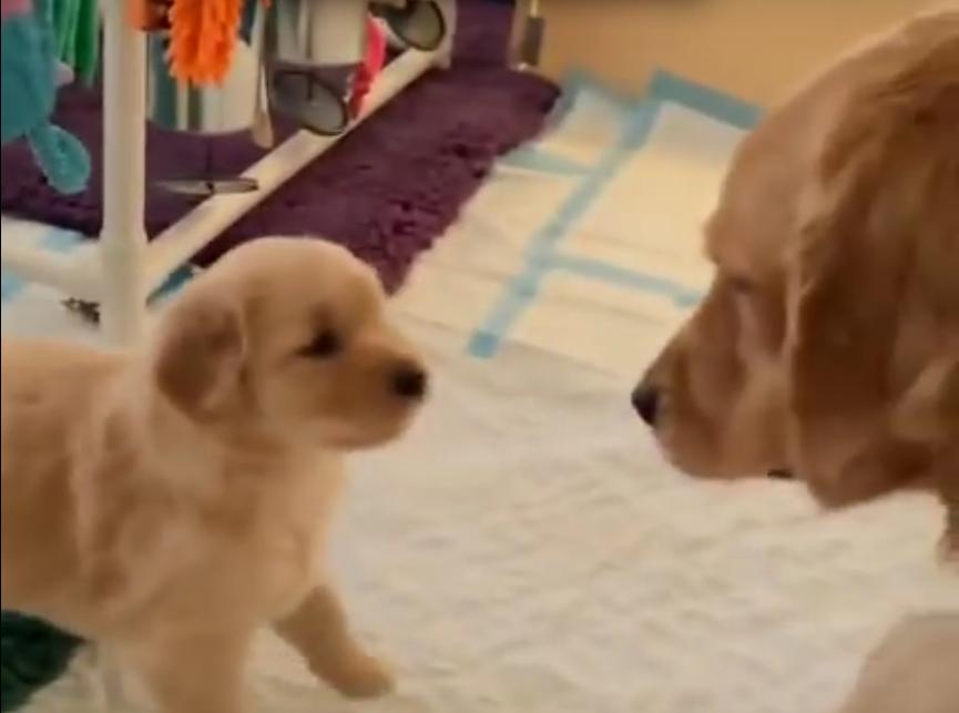 Awww! Golden Retriever Puppy Is Begging His Mom To Play With Him!