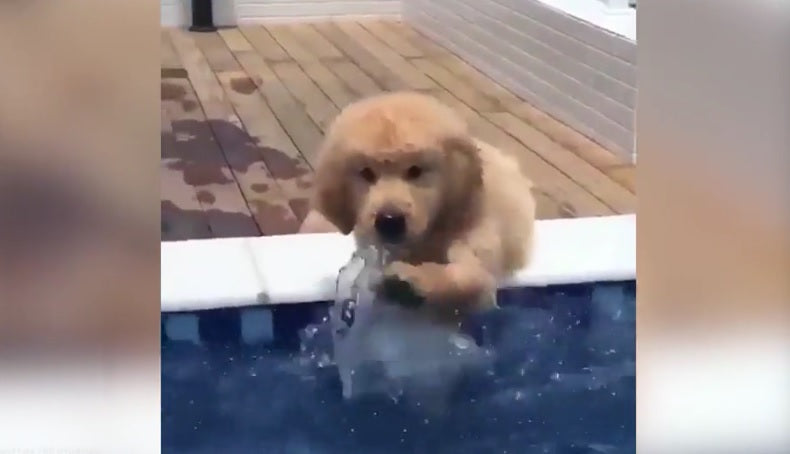 This Adorable Golden Retriever Puppy Loves To Splash Around In The Pool!
