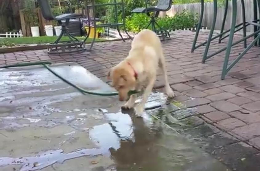 Video: Awesome Yellow Lab Fills Up The Swimming Pool All By Herself!