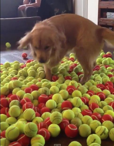 You Know How They Say, Give A Golden Retriever A Tennis Ball And The Dog Will Be Happy His Whole Life!