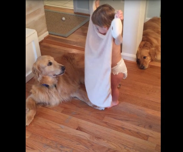 Adorable Toddler Puts Blanket On Golden Retriever To Keep Him Warm!