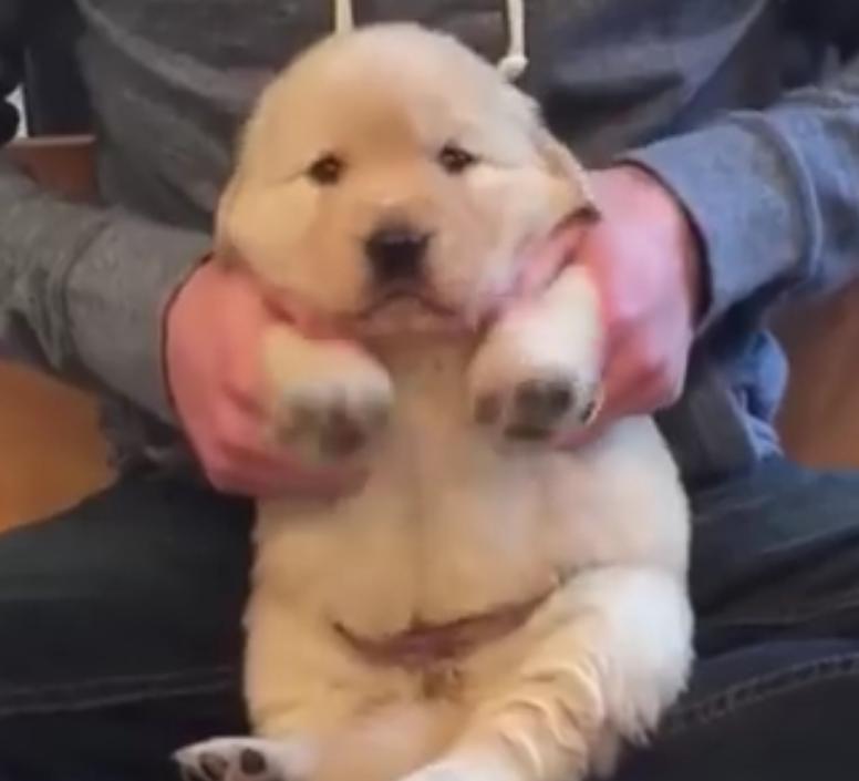 Video: Golden Retriever Puppy Is Playing Air Drums!