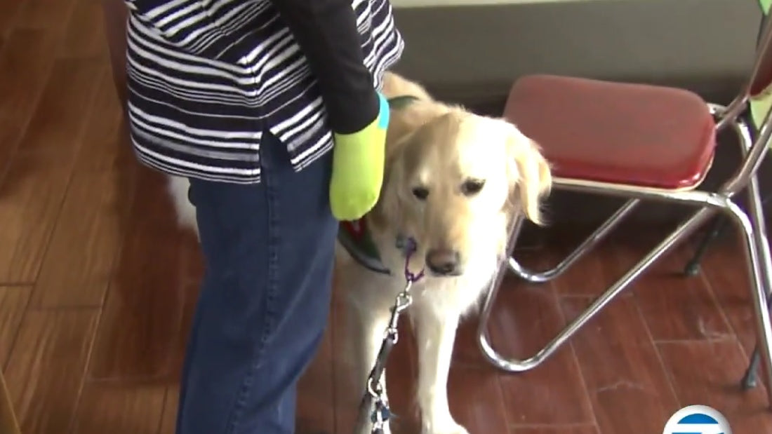 Golden Retriever Who Detects Seizures Is Honored By Milk-Bone!