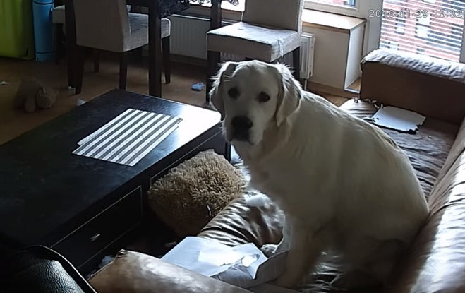Golden Retriever Left Home Alone DESTROYS The Apartment