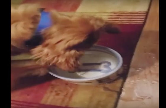 Golden Retriever Mix Is Convinced This Picture Of A Bone Is A Real One!