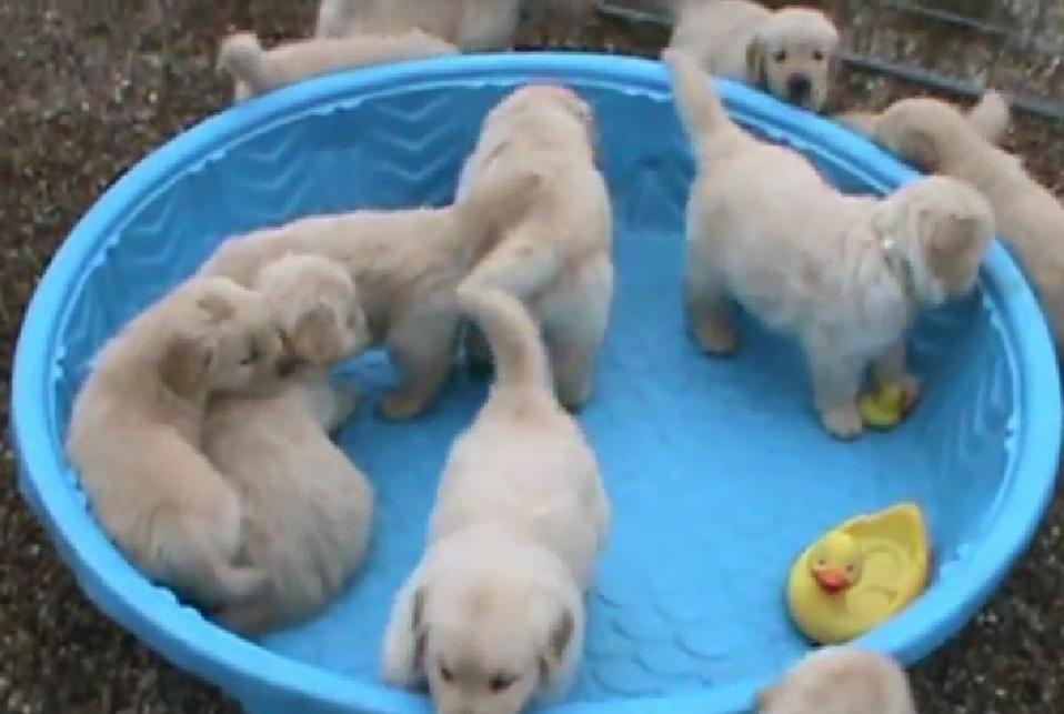 Golden Retriever Puppies Are Really Mad When Someone Doesn't Fill Their Pool!