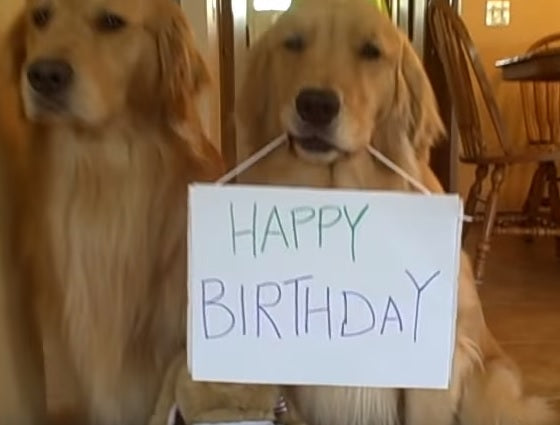 You Just Gotta See This Awesome Golden Retriever Birthday Party!