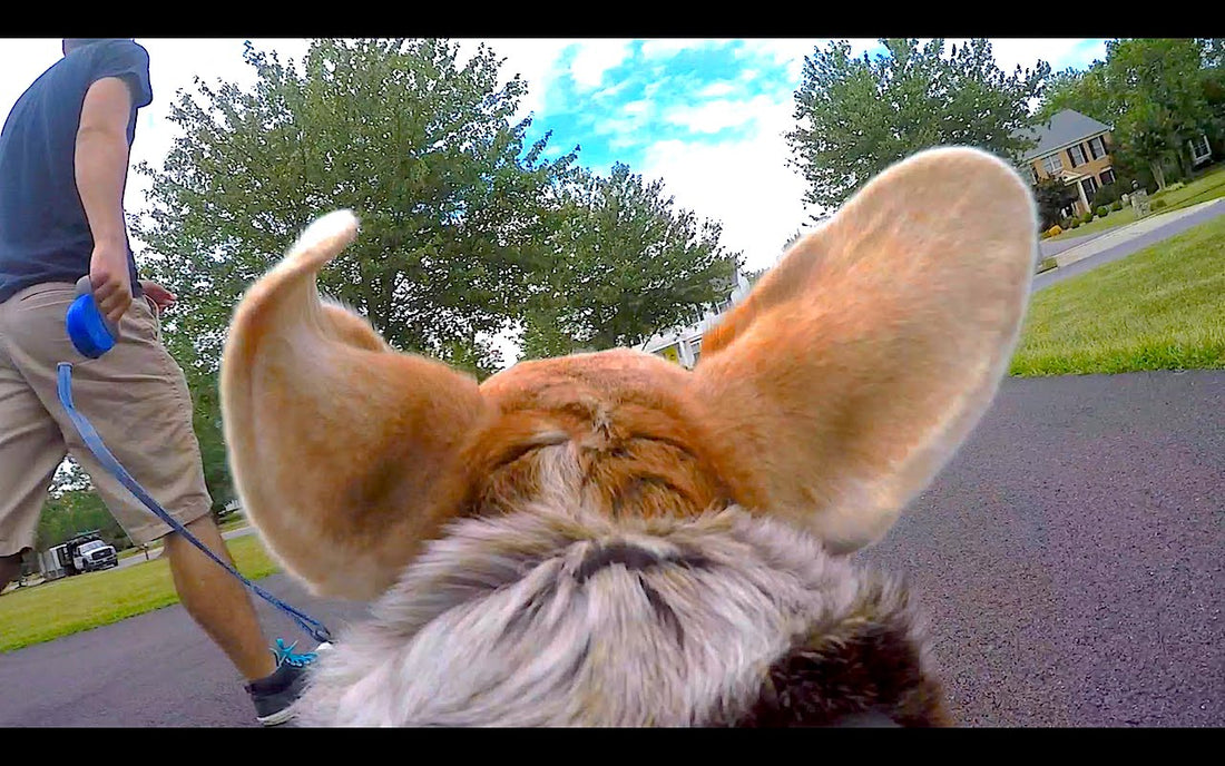 GoPro On A Beagle? This Is Mind Blowing! #BiscuitTheBeagle!