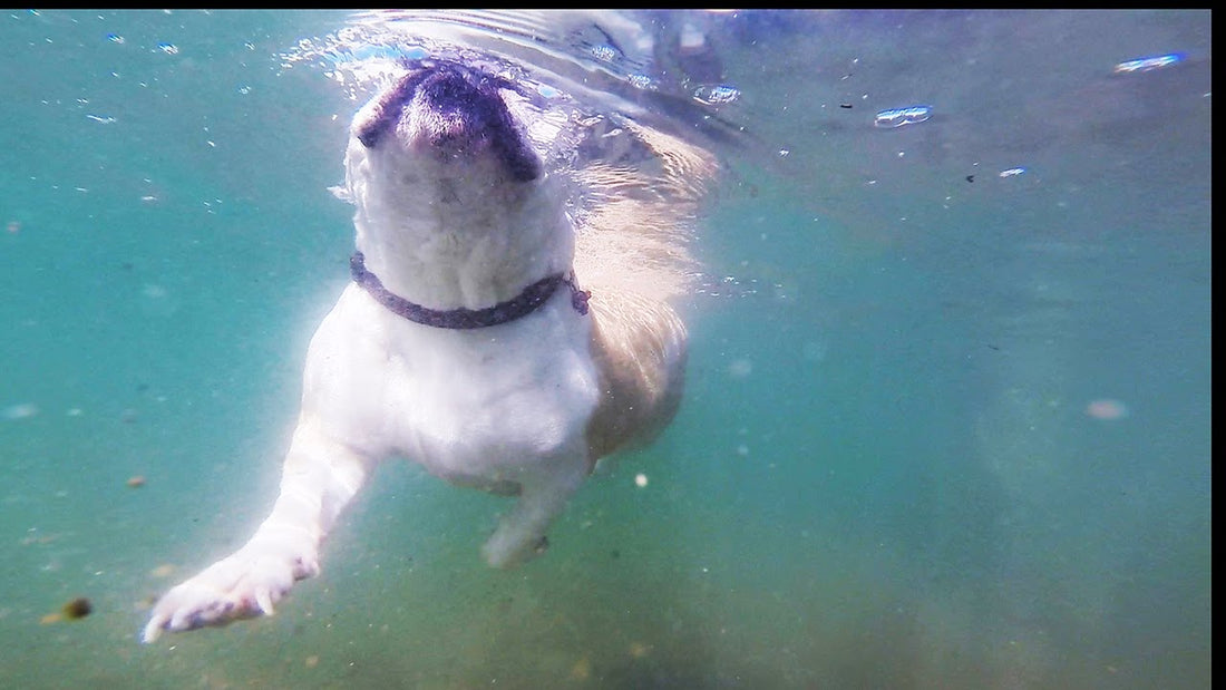 Gordo The English Bulldog Proves That Swimming Is Just A Piece Of Cake!