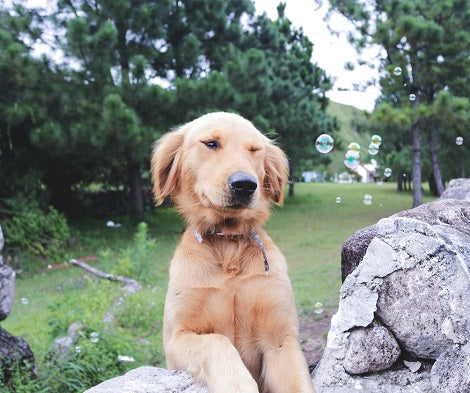Here Are 16 Dog-Friendly Plants That You Can Have At Home!