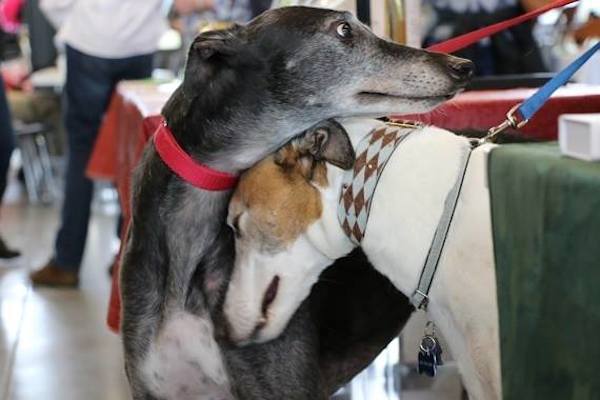 Finally Some Good News! Texas Ends Greyhound Racing!