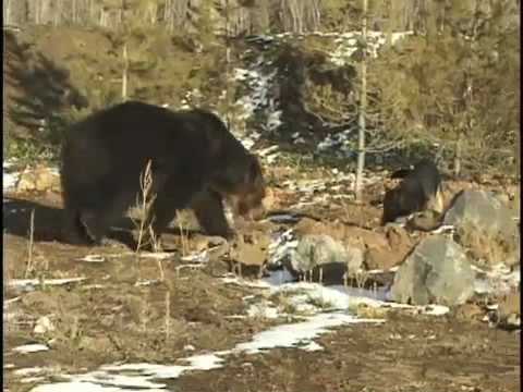 Grizzly Bear and German Shepherd Become Best Friends!