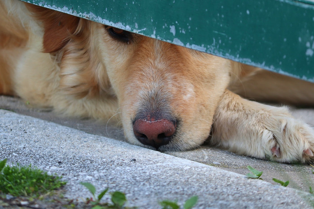 What Causes Anxiety In Dogs?