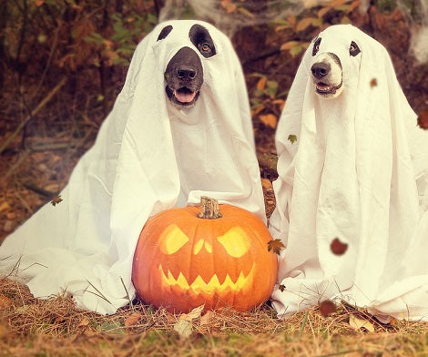 8 'Scary' Halloween Costumes For Labrador Retrievers You Cannot Miss ...