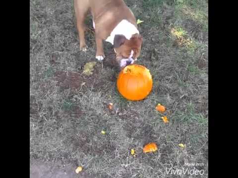 Halloween Is Over, But This English Bulldog Didn't Want Pumpkin To Be Left Out!