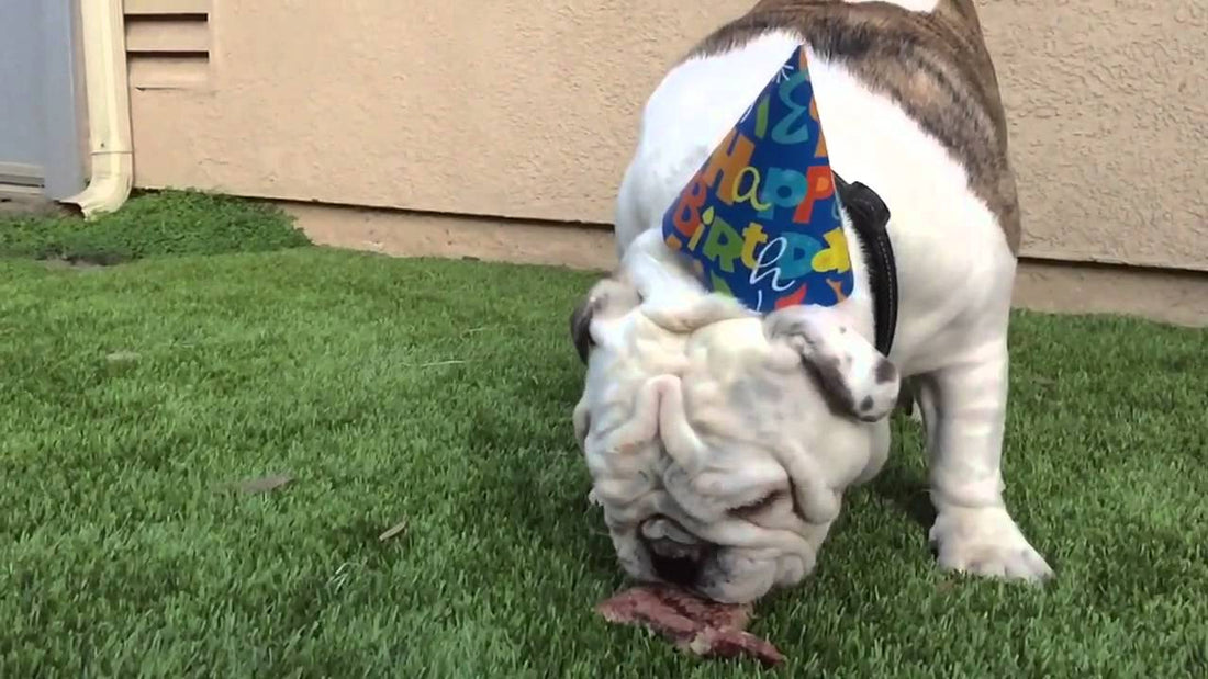 Hank The English Bulldog Eating A NY Strip Steak Makes Sounds Like The Dinosaur From Jurassic Park!