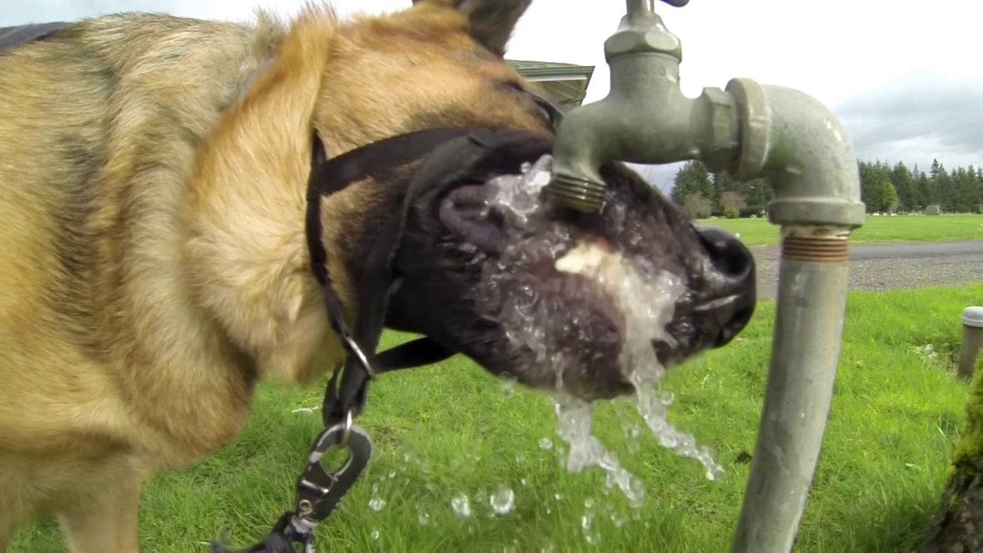 Hansel The German Shepherd Drinking Water In Slo-Mo Is A Thirst Quencher!